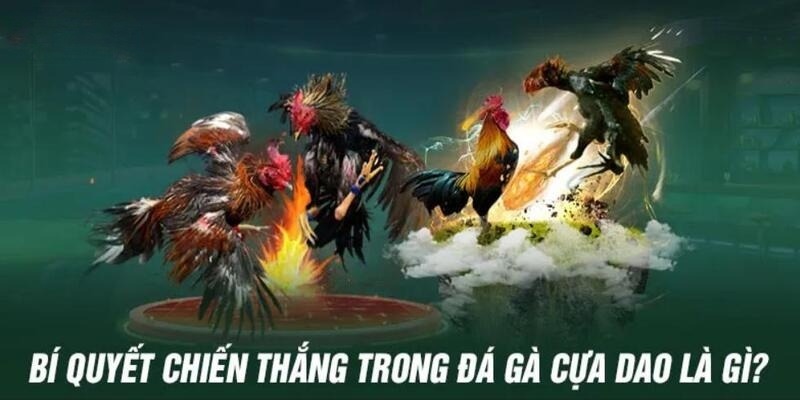 Kinh nghiệm chuyên gia chơi cá cược đá gà cựa dao hiệu quả